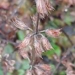 Salvia lyrata Fruit