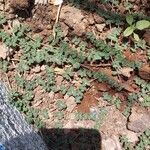 Chamaesyce serpens Лист