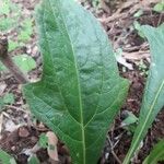 Neurolaena lobata Leaf