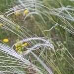 Stipa pennata Цветок