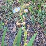 Sagittaria lancifolia Floare