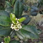 Ilex canariensis