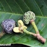 Annona edulis Otro