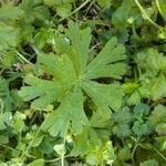 Geranium carolinianum Blatt