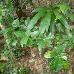 Antidesma montanum Hoja
