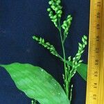 Lasiacis ruscifolia Otro