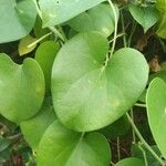 Tinospora cordifolia Leht