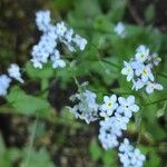 Myosotis latifolia Цвят