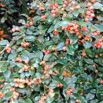 Cotoneaster franchetii Fruto