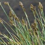 Carex lachenalii Hábito