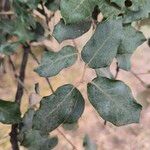 Quercus rotundifolia Leaf