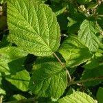 Rubus caesius Foglia