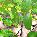 Cotoneaster hebephyllus Fruit