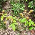 Rubus argutus Fruit