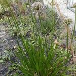 Allium angulosum Habit