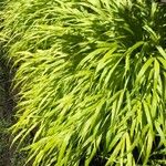 Hakonechloa macra Frunză