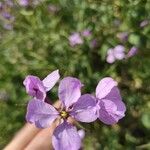 Moricandia moricandioides Fleur