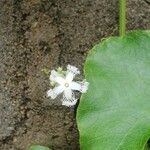Trichosanthes cucumerina Blüte