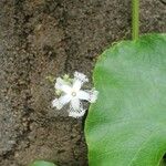 Trichosanthes cucumerina Virág