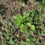 Picris echioides Blatt