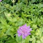 Scabiosa lucidaFlor