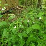 Mimulus alatus Habitus