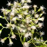 Neomirandea araliifolia Hoja
