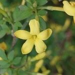 Chrysojasminum fruticans Квітка