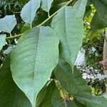 Magnolia garrettii Levél
