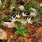 Ornithogalum atticum花