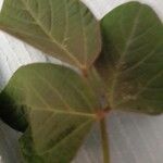 Glycine max Leaf