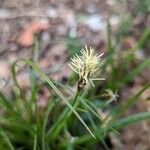 Carex halleriana Virág