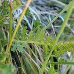 Pedicularis gyroflexa Hábito