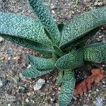 Gasteria pillansii Yaprak