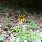 Saxifraga mutata Flor