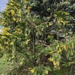 Calocedrus decurrens Leht