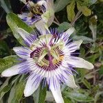 Passiflora caeruleaLorea