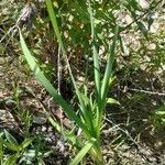 Typha latifoliaपत्ता