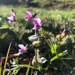 Lathyrus linifoliusFiore