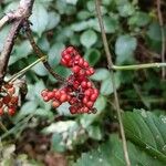 Sambucus racemosa Fruto