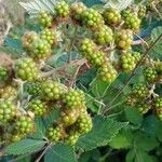 Rubus armeniacus Плід