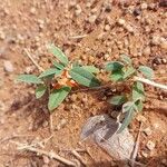 Indigofera senegalensis Habit