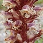 Orobanche amethystea Fleur