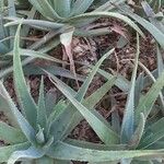 Aloe succotrina Leaf