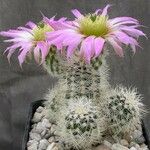 Echinocereus reichenbachii Plante entière