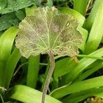 Pelargonium zonale Blad