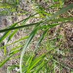 Elytrigia x laxa Likasa