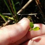 Caperonia castaneifolia Blatt