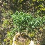 Juniperus procumbens ഇല