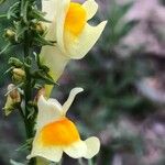 Linaria vulgarisFlower